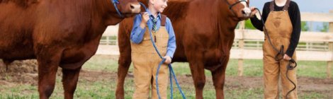 Children-Farm-Cattle-Cows-Dairy